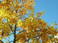 2013-10-16 10.14.38  Sweet gum